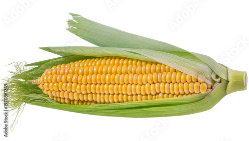 Фотография Ripe golden corn cob, encased in vibrant green husks and silky tassels