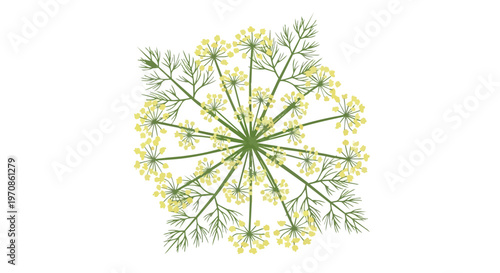 Stylized Dill Flower Illustration on White Background