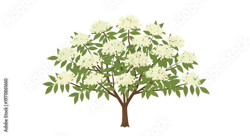 Illustration of a Blooming Elderberry Bush with White Flowers