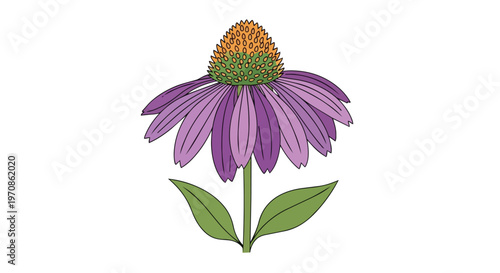 Hand Drawn Purple Coneflower Illustration Isolated on White