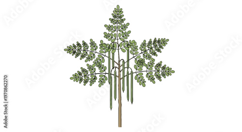 Illustration of a Moringa Oleifera Tree with Leaves and Seed Pods