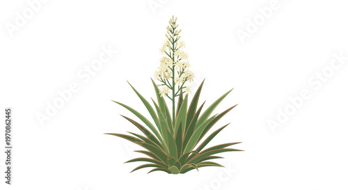 Yucca Plant with White Flowers Isolated on White Background