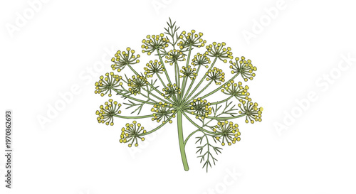 Hand Drawn Dill Flower Illustration Isolated on White Background