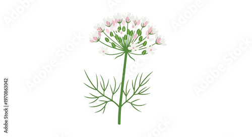 Hand Drawn Illustration of Flowering Nigella Sativa Plant