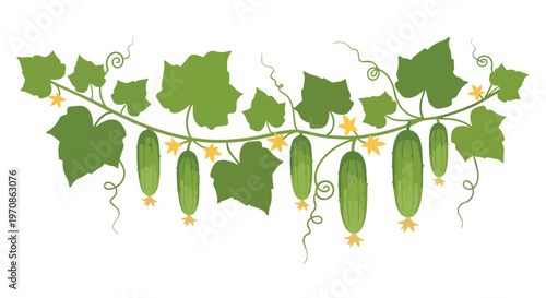 Cucumber Vine Illustration with Fresh Green Vegetables and Yellow Flowers