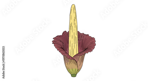 Hand Drawn Illustration of Amorphophallus Titanum Corpse Flower