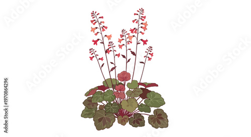 Heuchera Coral Bells Plant Illustration with Pink Flowers and Green Foliage