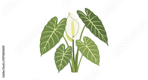 Hand Drawn Illustration of an Alocasia Plant with a Single White Spathe Flower