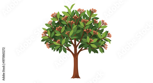 Clove Tree Illustration with Green Leaves and Flower Buds