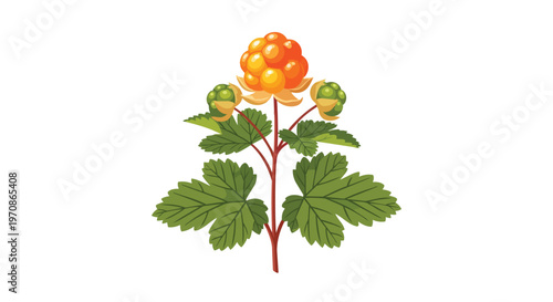 Illustration of Cloudberry Plant with Ripe Orange Berry and Green Leaves