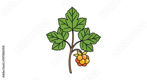 Illustration of a cloudberry plant with leaves and a single ripe orange berry