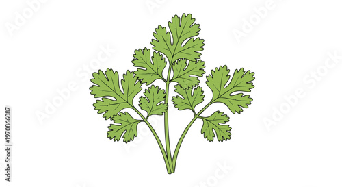 Fresh Green Cilantro Herb Sprig Hand Drawn Illustration