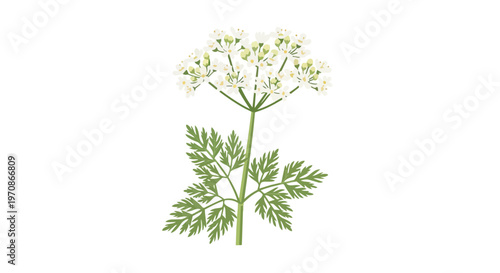 Botanical Illustration of Hemlock Plant with White Flowers