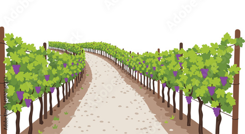 A winding dirt path leads through a vineyard with green grapevines bearing purple grapes under a clear sky.