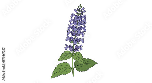 Hand Drawn Illustration of Catnip Plant with Purple Flowers
