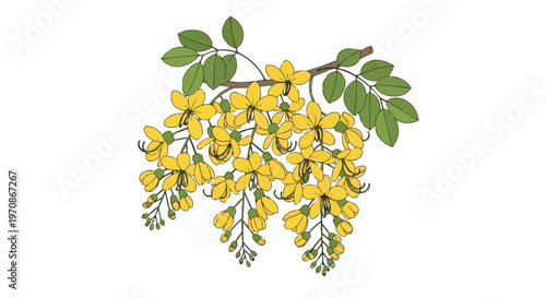Illustration of Golden Shower Tree Flowers with Green Leaves