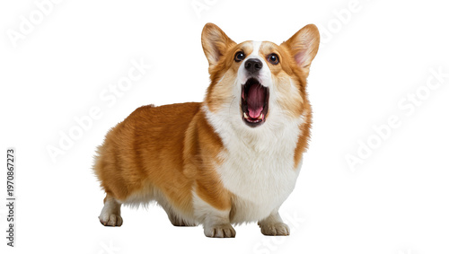 Quadro su tela Fluffy brown Corgi dog with erect ears, mouth open in a wide yawn
