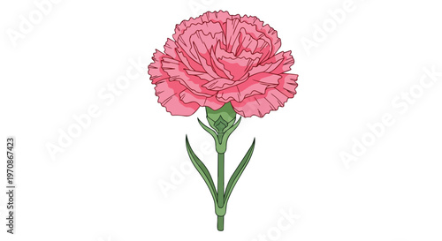 Beautiful Pink Carnation Flower Illustration Isolated on White Background