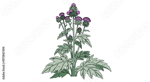 Hand Drawn Illustration of Purple Thistle Plant with Green Leaves