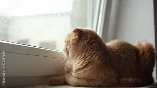 A cat is lying on a windowsill looking calm while the light comes through the window on a cloudy day. The cat appears comfortable in the indoor space.