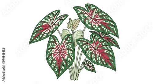 Illustration of a Caladium Plant with Heart Shaped Leaves