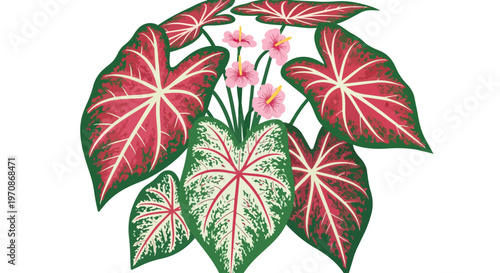 Illustration of Vibrant Caladium Plant with Red and Green Heart-Shaped Leaves