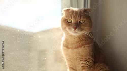 A cat with orange fur is sitting by the window. Sunlight shines through the glass. The cat looks outside, curious about the world beyond.