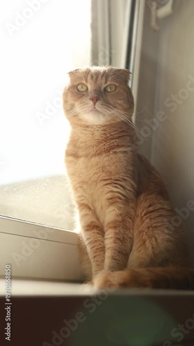 A cat with orange fur is sitting by the window. Sunlight shines through the glass. The cat looks outside, curious about the world beyond.