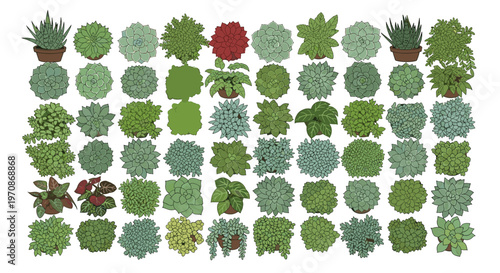 A top-down view of 70 diverse succulent plants, some in pots, displaying various colors and shapes, is arranged on a white background.