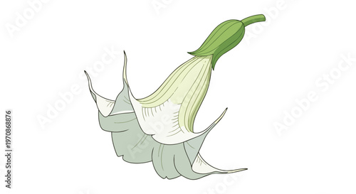 Hand Drawn Botanical Illustration of a Datura Flower