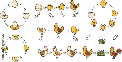 Chicken life cycle stages from egg to hen educational farming diagram vector illustration set isolated design