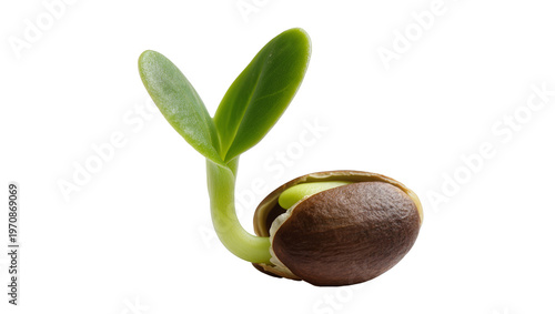 Photos Sprouted bean seed, revealing pale green shoot emerging from brown shell