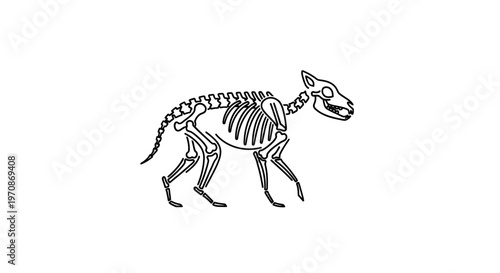 Dog Skeleton Outline Illustration, Anatomical Representation, Isolated on White Background