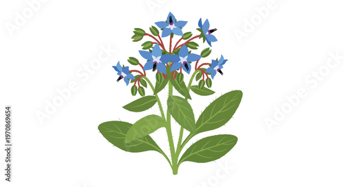Illustration of Borage Plant with Blue Star-Shaped Flowers and Green Leaves