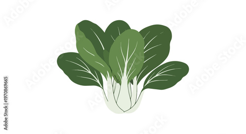 Fresh Bok Choy Vegetable Illustration