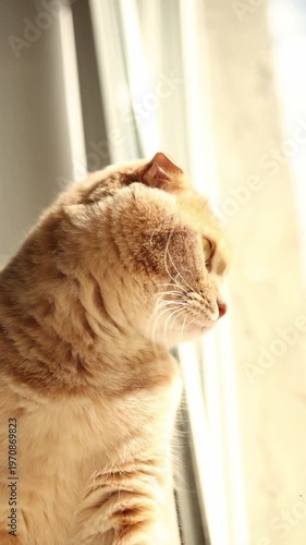 An orange cat enjoys the warmth of the sun while resting at home. The cat has quiet moments of peace as it cozies up in a sunbeam, showing its soft fur and whiskers.