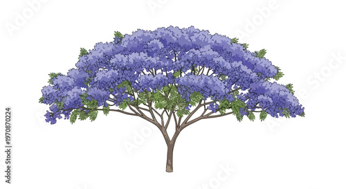 Beautiful Jacaranda Tree with Purple Blossoms Isolated on White Background