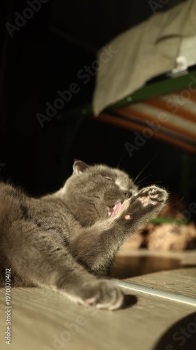 A cat lies on its side on a wooden floor, licking its paw while the warm afternoon light shines in. The scene shows a relaxed indoor moment with a playful feline.