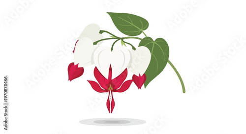 Stylized Illustration of White and Red Bleeding Heart Flowers