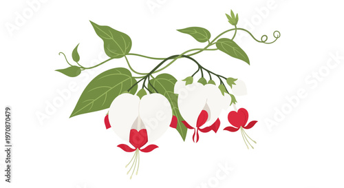 Bleeding Heart Flower Illustration Decorative Floral Branch