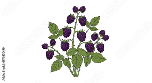 Hand Drawn Illustration of a Blackberry Bush with Ripe Berries and Green Leaves