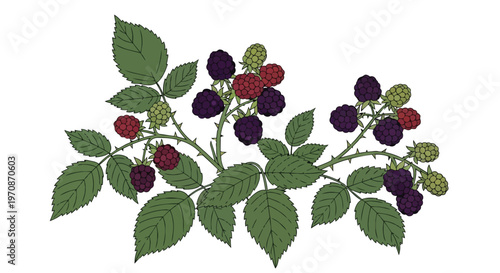 Hand Drawn Illustration of Blackberry Bush Branch with Berries and Leaves