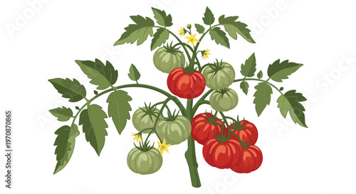 Illustration of a Tomato Plant with Red and Green Tomatoes and Yellow Flowers