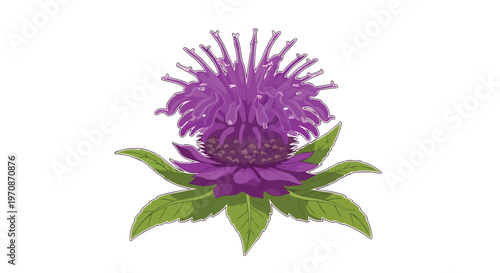 Purple Bee Balm Flower Illustration