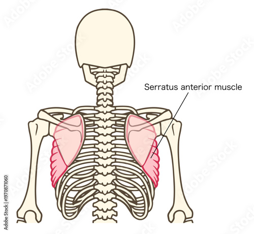 前鋸筋の解剖学イラスト