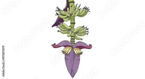 Hand-Drawn Illustration of a Banana Blossom with Small Green Bananas