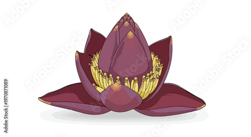 Illustration of a Banana Blossom Flower Bud