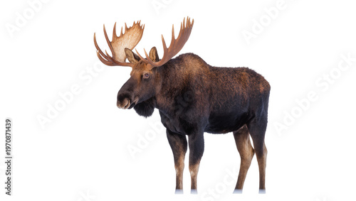Photos Large brown moose standing displaying impressive palmate antlers, looking direct