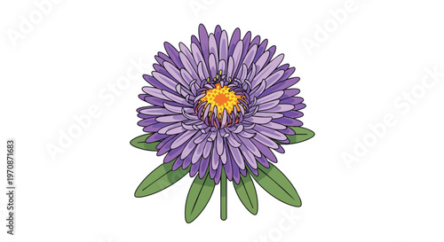 Purple Aster Flower Illustration Isolated on White Background