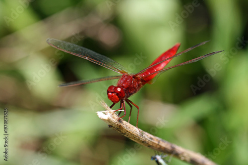 Red dragonfly, also known as the red-veined dragonfly, Sympetrum fonscolombii, on a branch